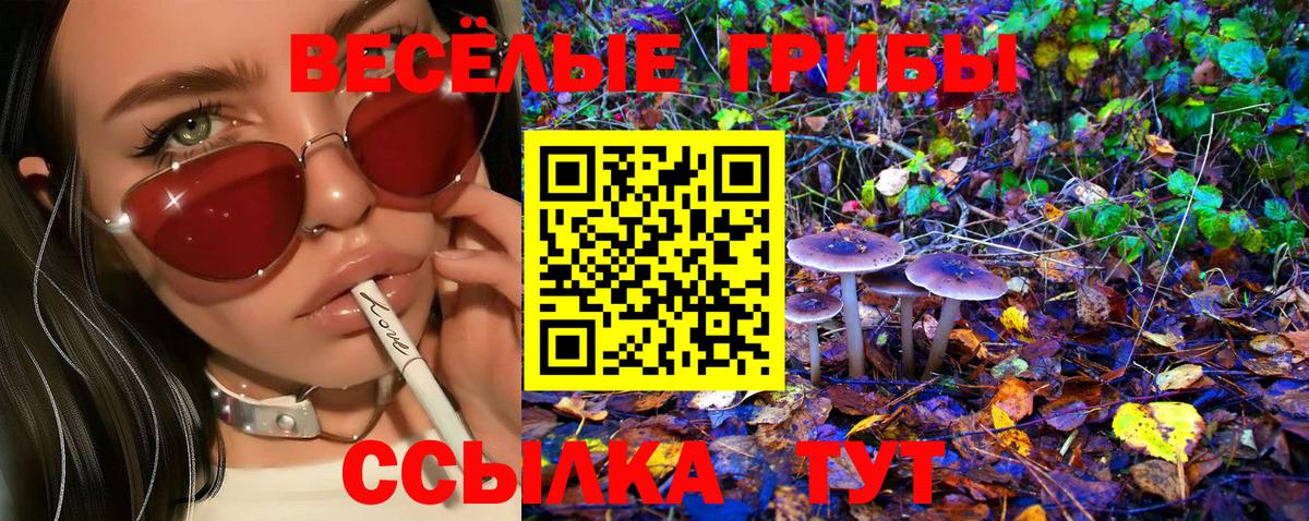 Псилоцибиновые грибы Psilocybe Иваново